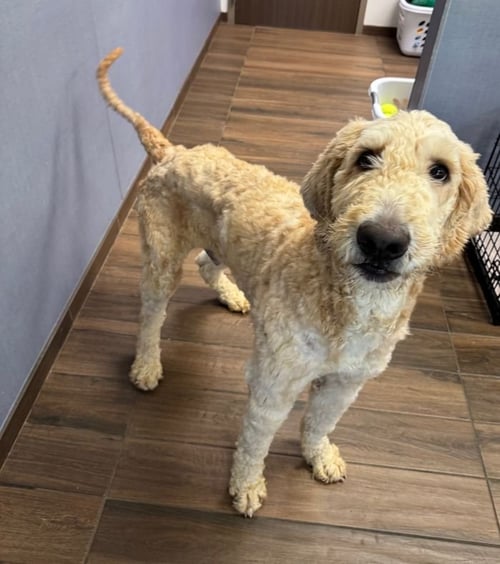 RAFIKI - Terrier available for adoption