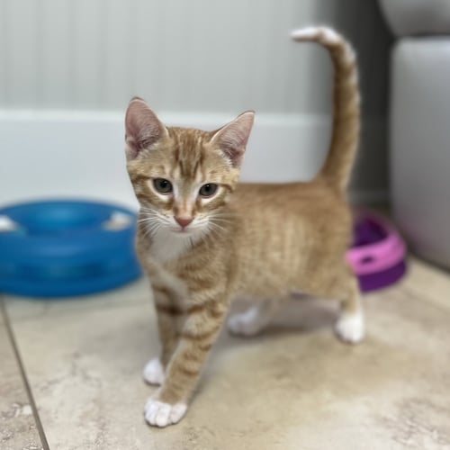 JUSTIN - Domestic Short Hair available for adoption