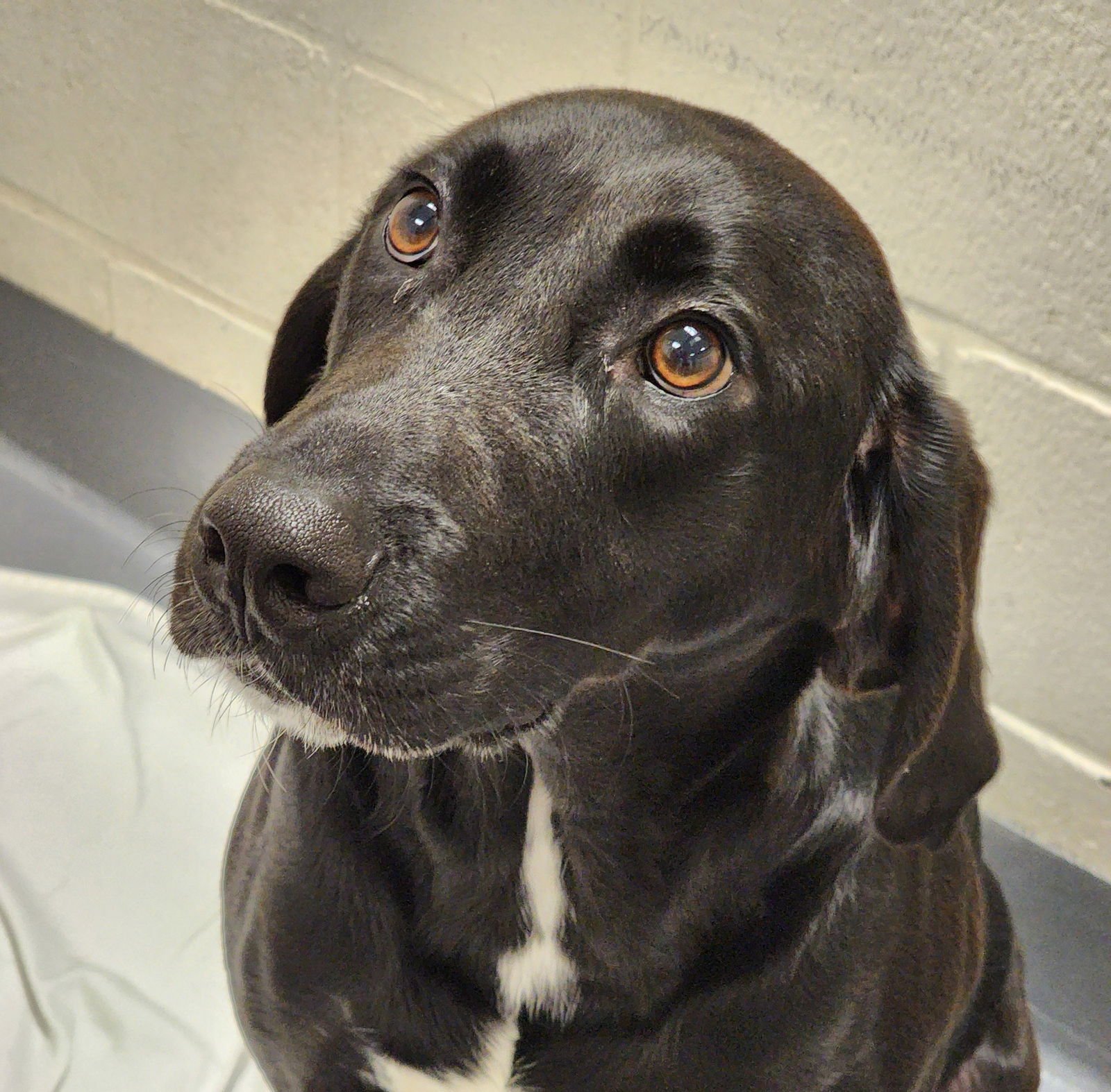 ODIN - Labrador Retriever available for adoption