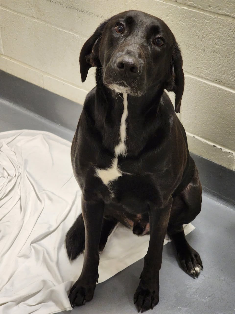 ODIN - Labrador Retriever available for adoption