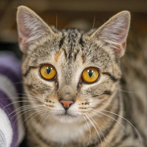 ARIA - Domestic Short Hair available for adoption