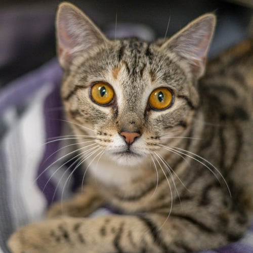 ARIA - Domestic Short Hair available for adoption