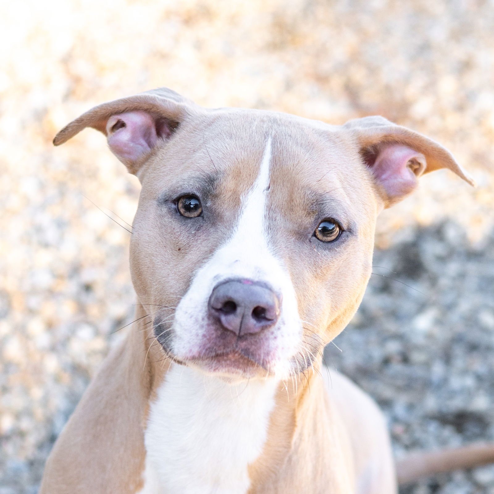 MARY - Terrier available for adoption