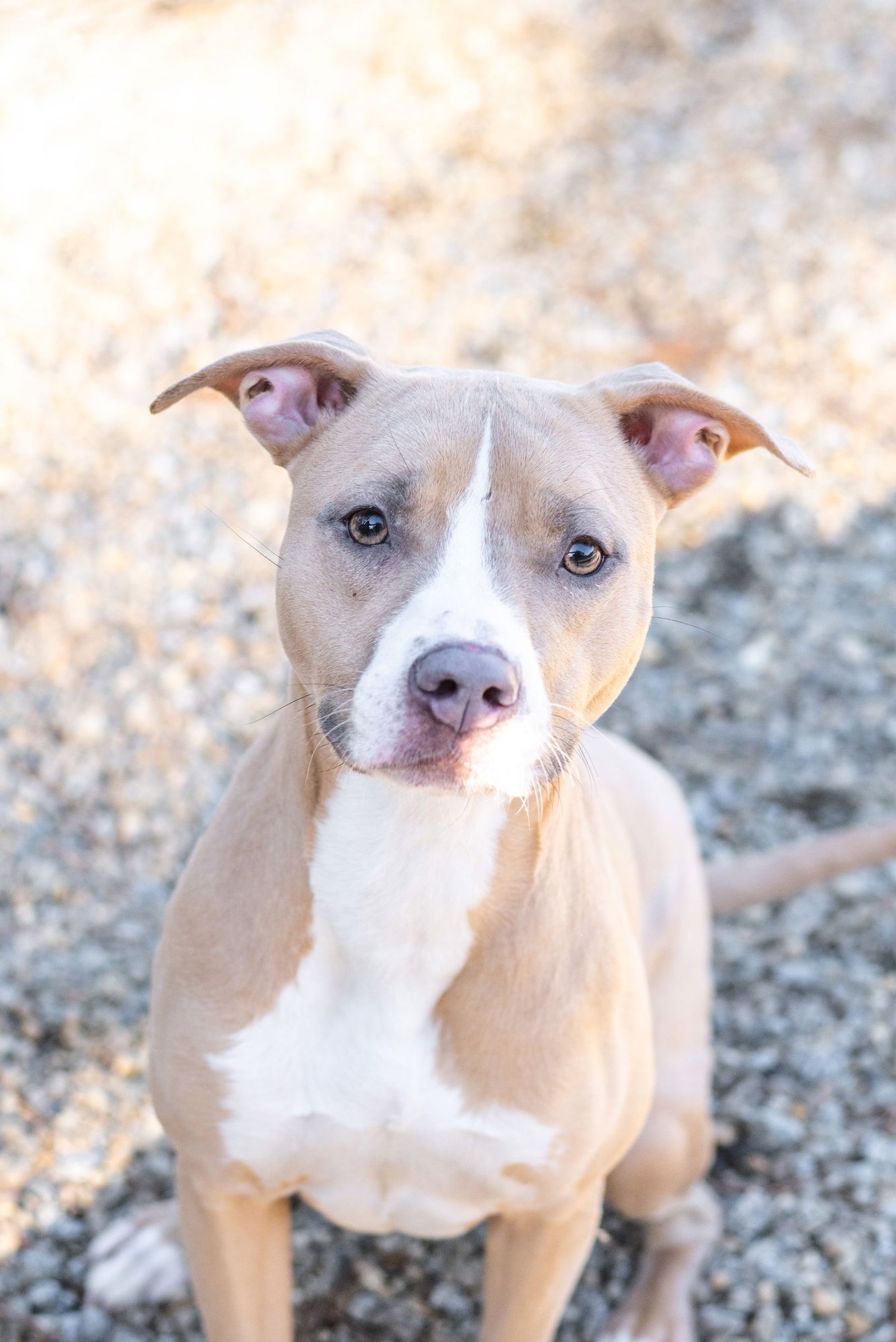 MARY - Terrier available for adoption