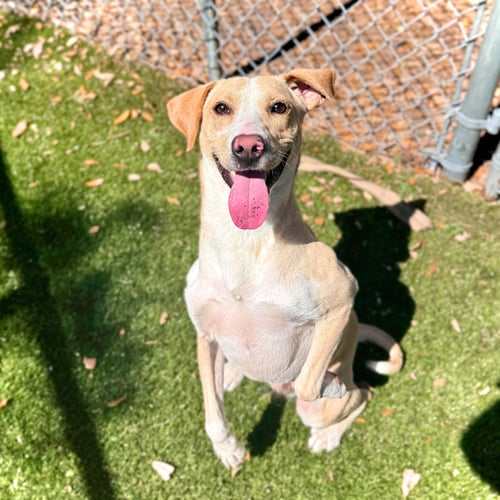 KLAUS - Terrier available for adoption