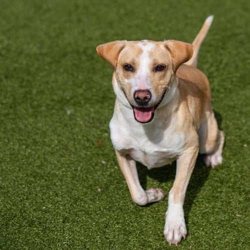 KLAUS - Terrier for adoption in Savannah