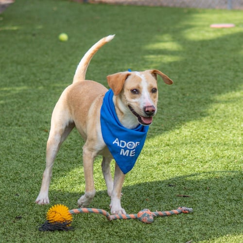 KLAUS - Terrier available for adoption