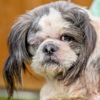 Odie - Photo 1