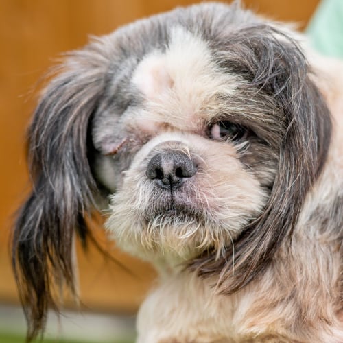 ODIE - Shih Tzu available for adoption
