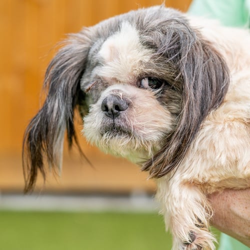 ODIE - Shih Tzu available for adoption