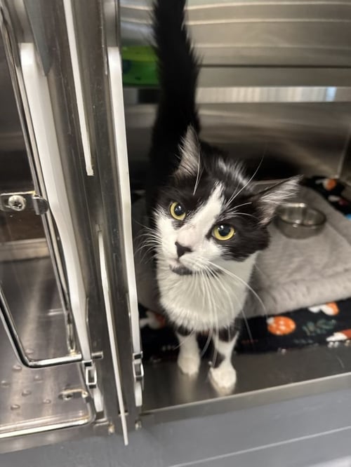 OPHELIA - Domestic Short Hair for adoption in Savannah