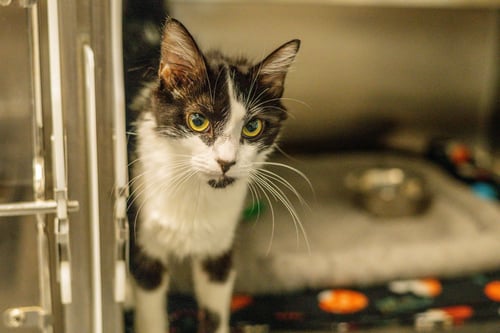 OPHELIA - Domestic Short Hair available for adoption