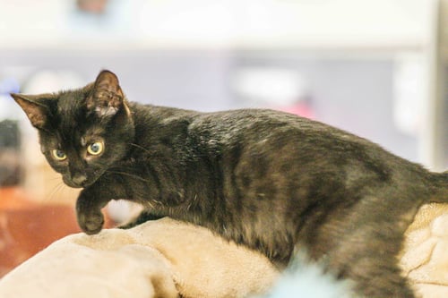 FLEECE - Domestic Short Hair available for adoption