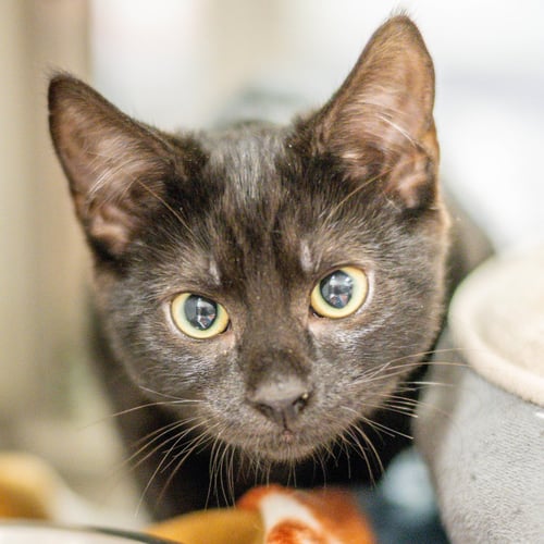FLEECE - Domestic Short Hair available for adoption