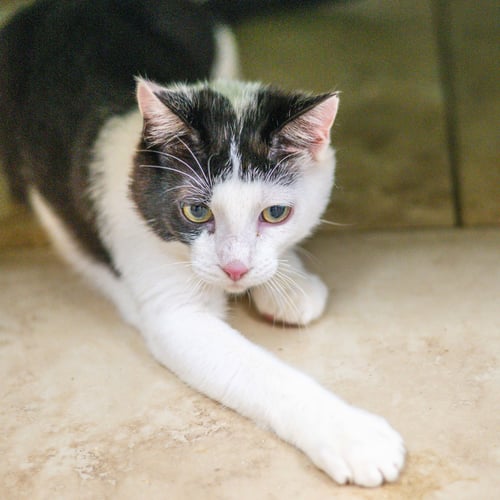 ROAC - Domestic Short Hair available for adoption