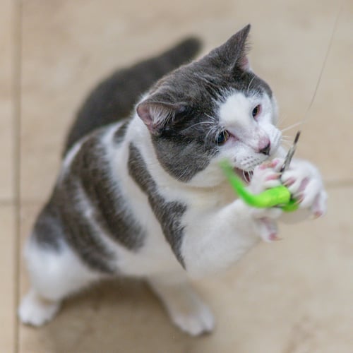 ROAC - Domestic Short Hair available for adoption