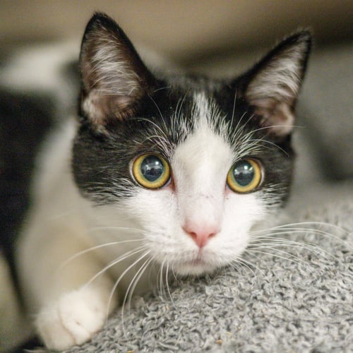 BUSTER KEATON - Domestic Short Hair available for adoption