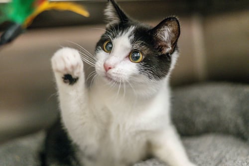 BUSTER KEATON - Domestic Short Hair available for adoption