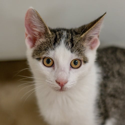 BILL - Domestic Short Hair available for adoption