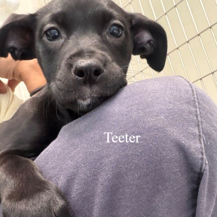 Teeter Image