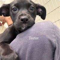 Teeter - Photo 1