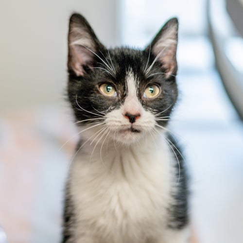 LYRA - Domestic Short Hair for adoption in Savannah