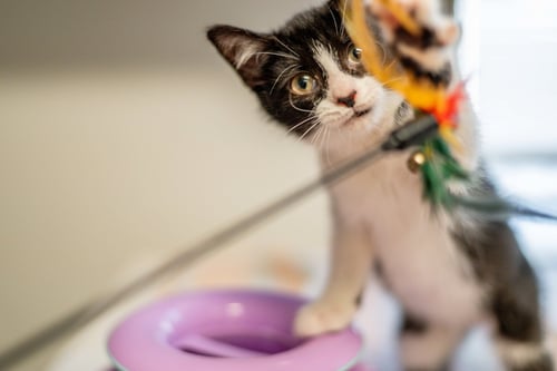 LYRA - Domestic Short Hair available for adoption
