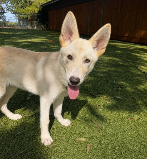M J - German Shepherd Dog available for adoption