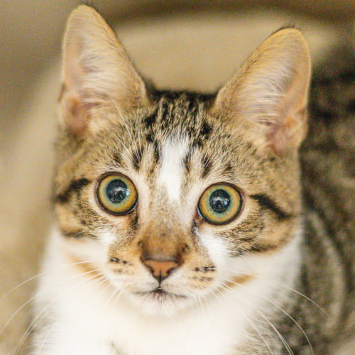THE PROFESSOR - Domestic Short Hair available for adoption