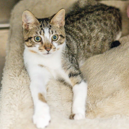 THE PROFESSOR - Domestic Short Hair available for adoption