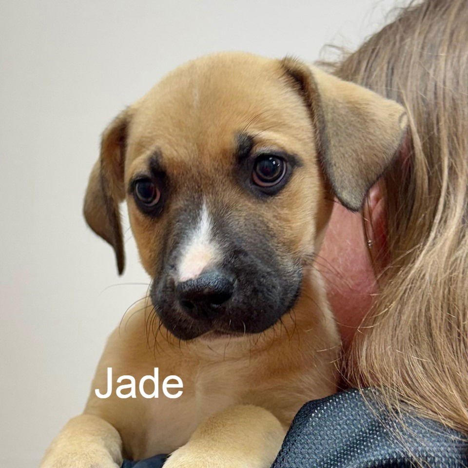 JADE - Shepherd available for adoption