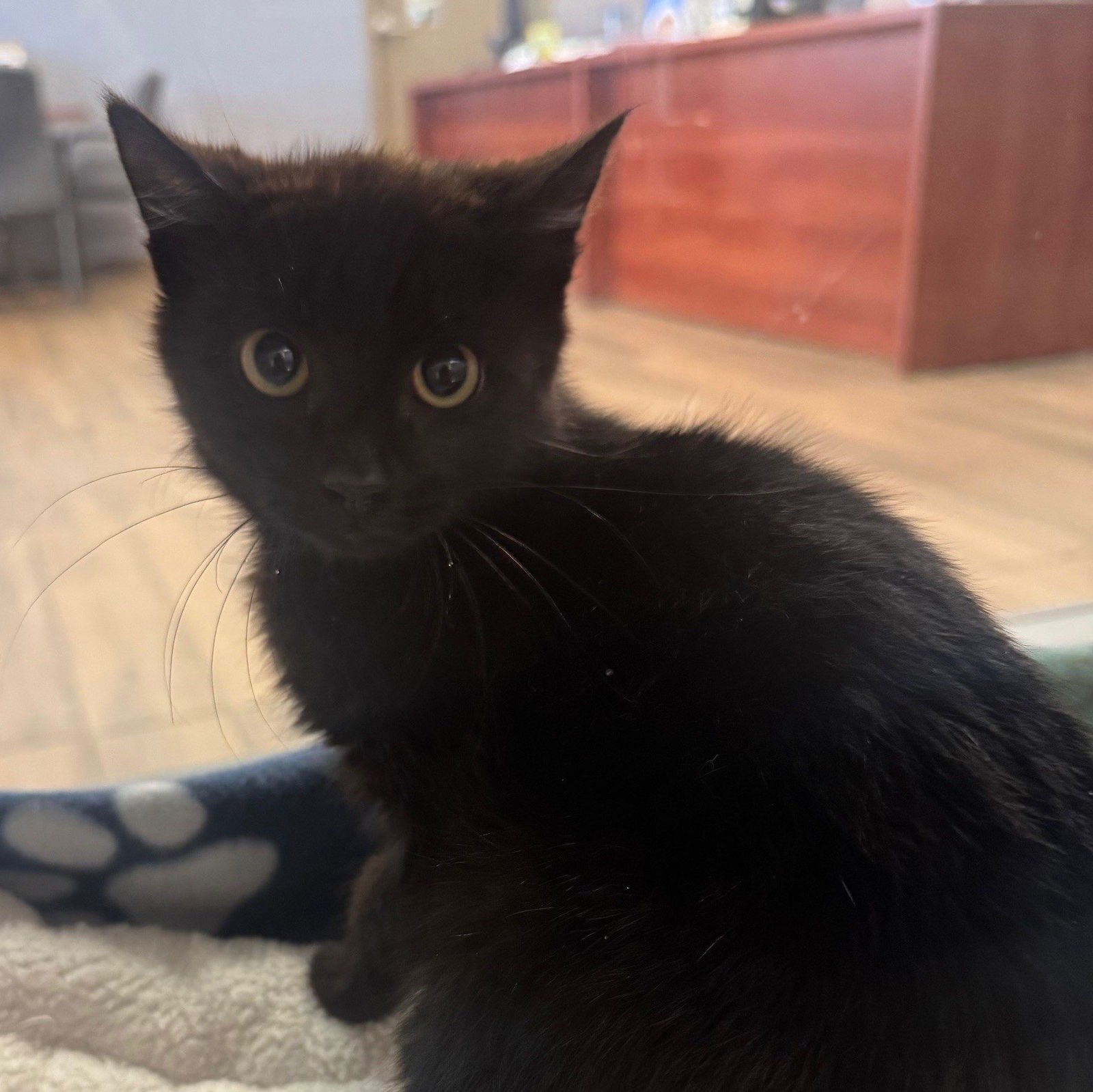 WEEVIL - Domestic Short Hair available for adoption