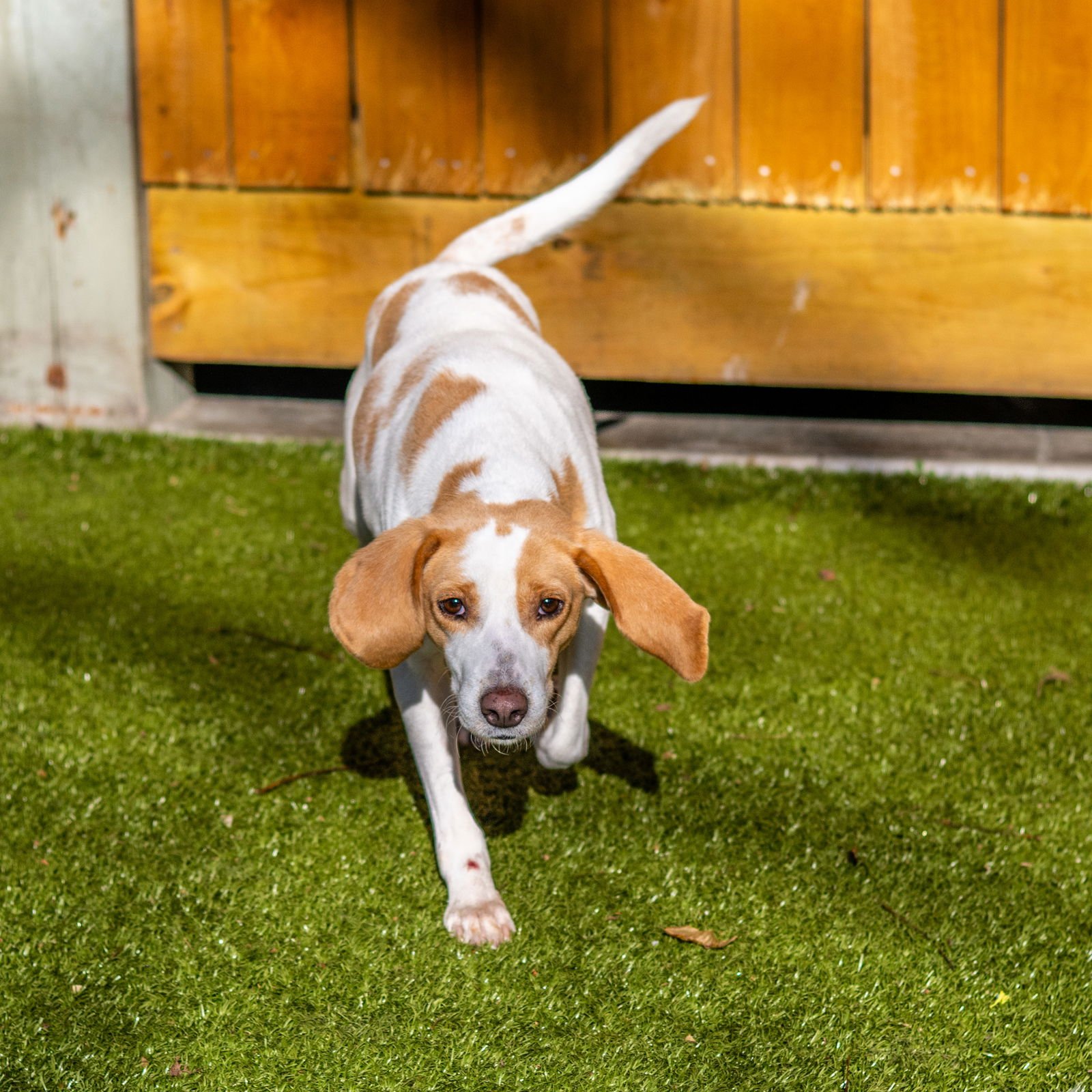 TAMMY - Hound available for adoption