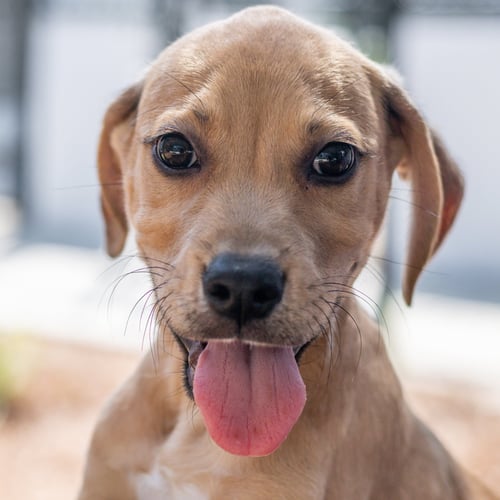 BROCCOLI - Terrier available for adoption
