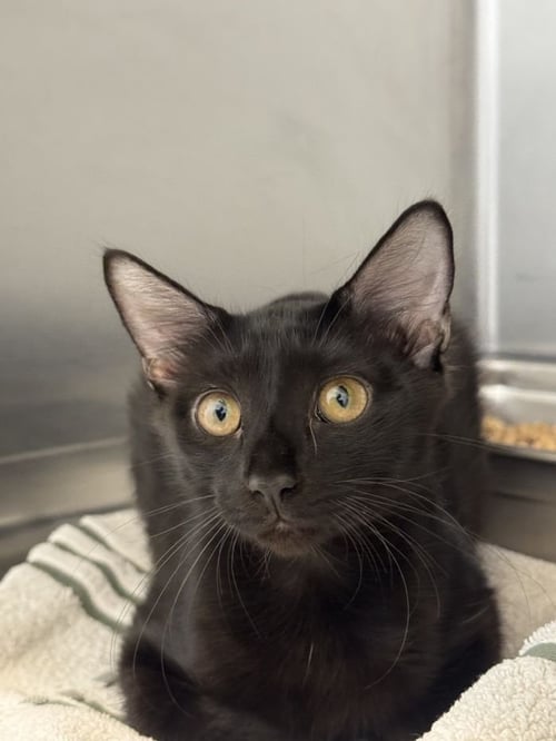 GALADRIEL - Domestic Short Hair available for adoption