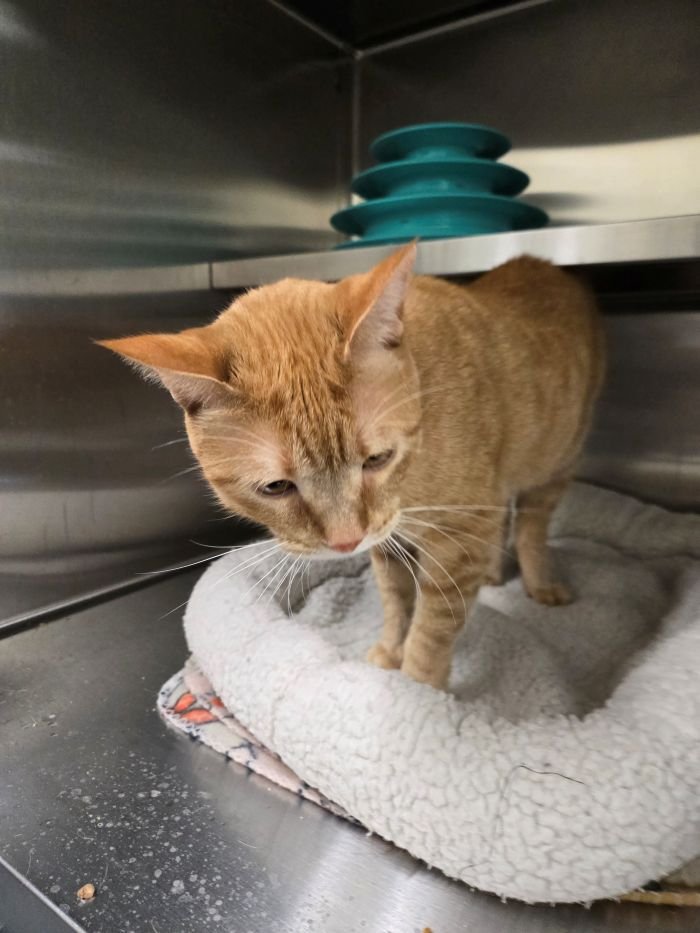 MARVEL - Domestic Short Hair available for adoption