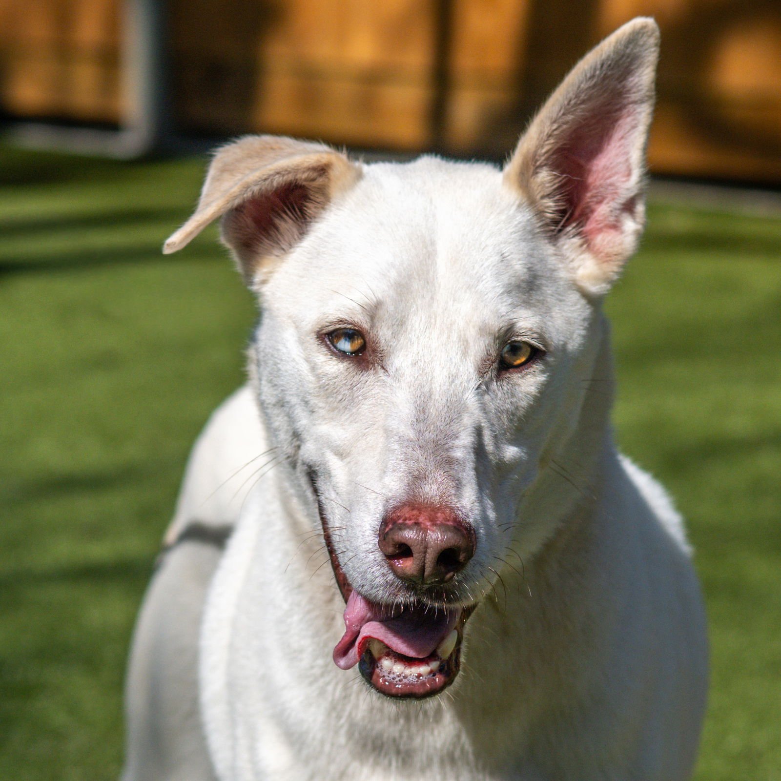 VOLTAIRE - Shepherd / Husky available for adoption