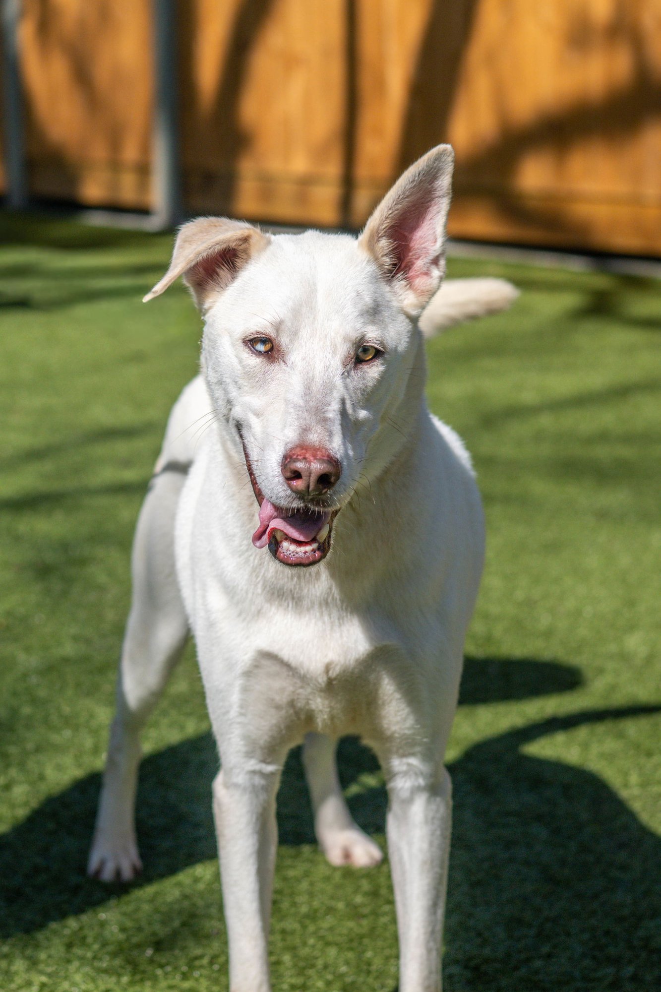 VOLTAIRE - Shepherd / Husky available for adoption