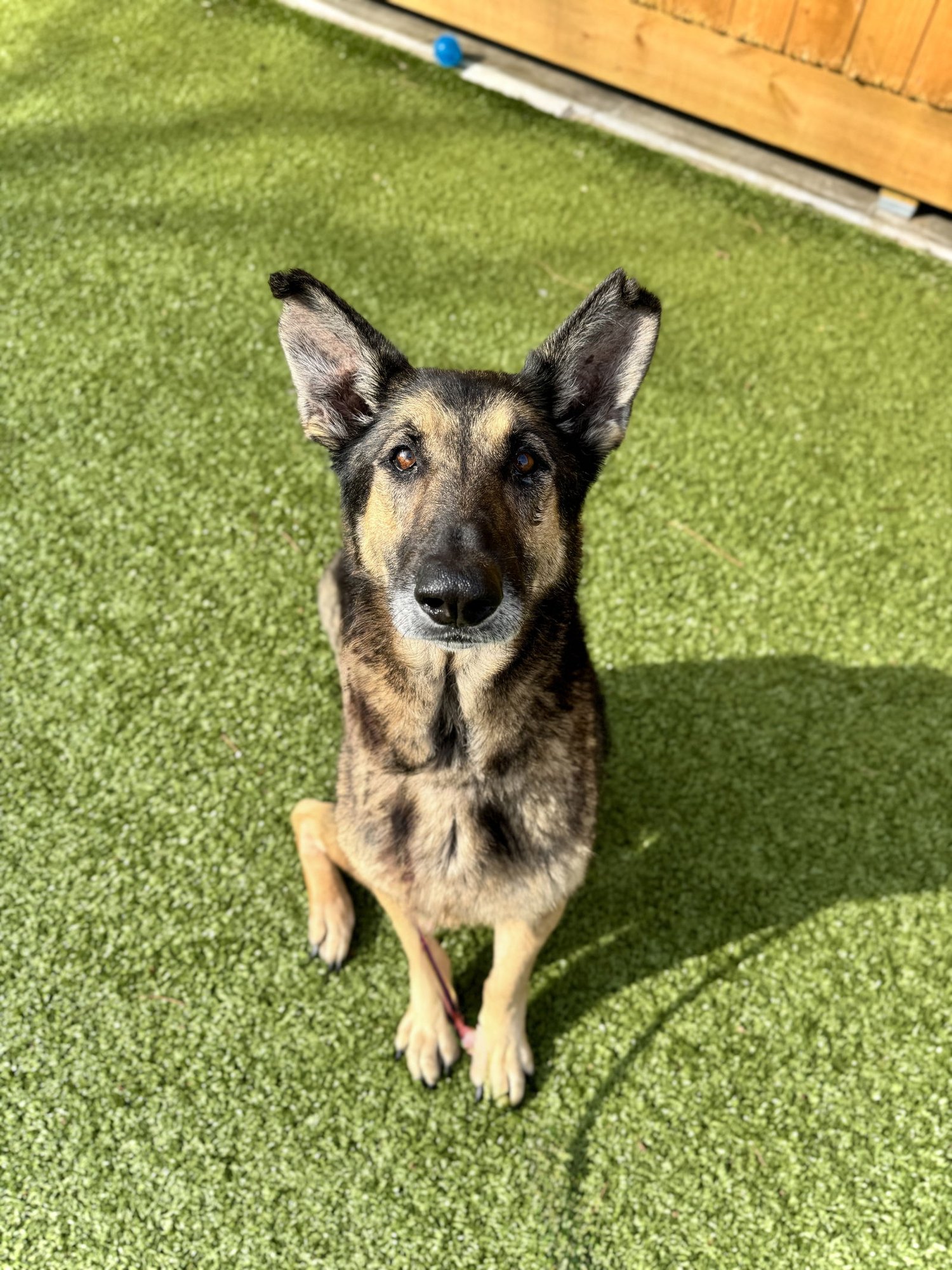 AXEL - German Shepherd Dog available for adoption