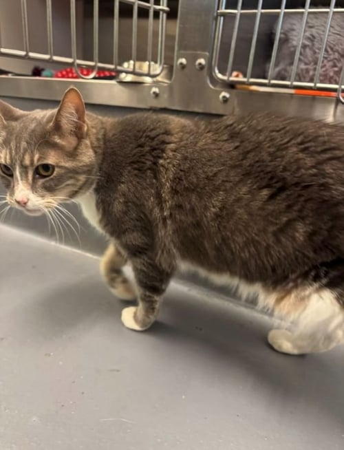 SPARROW - Domestic Short Hair available for adoption