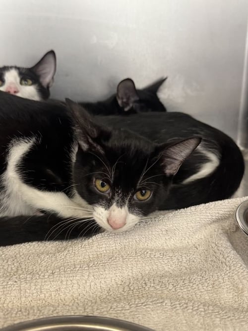 ARWEN - Domestic Short Hair available for adoption