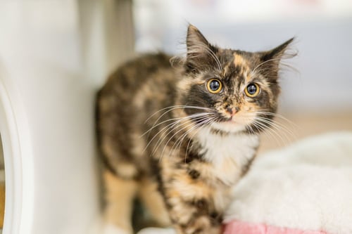 BARRACUDA - Domestic Long Hair available for adoption