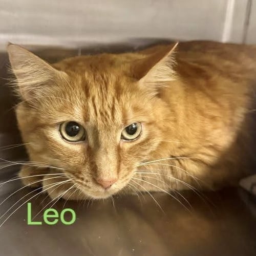 LEO - Domestic Short Hair available for adoption