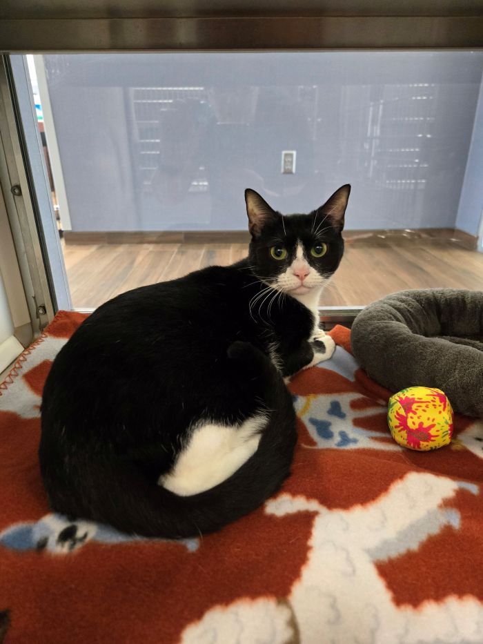 DOLLY - Domestic Short Hair available for adoption