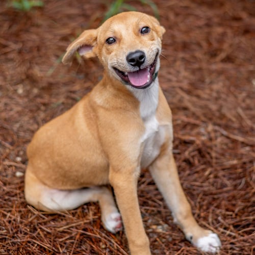 HEY JUDE - Carolina Dog available for adoption