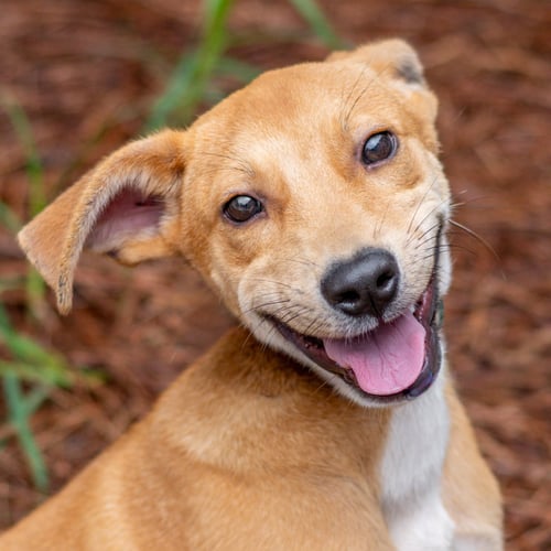 HEY JUDE - Carolina Dog available for adoption