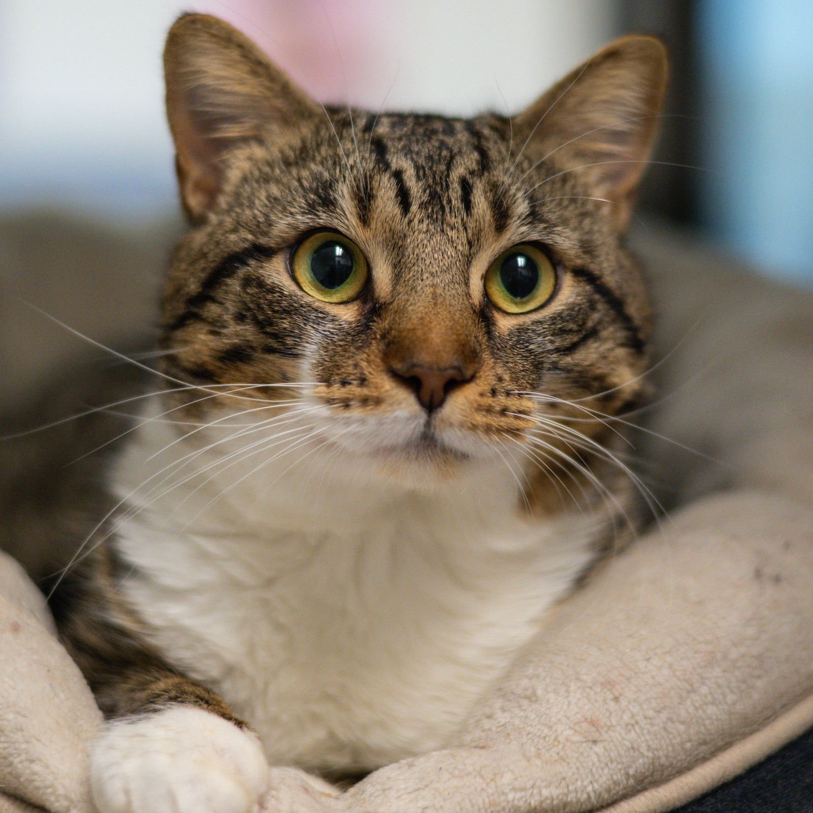 ARGYLE - Domestic Short Hair available for adoption