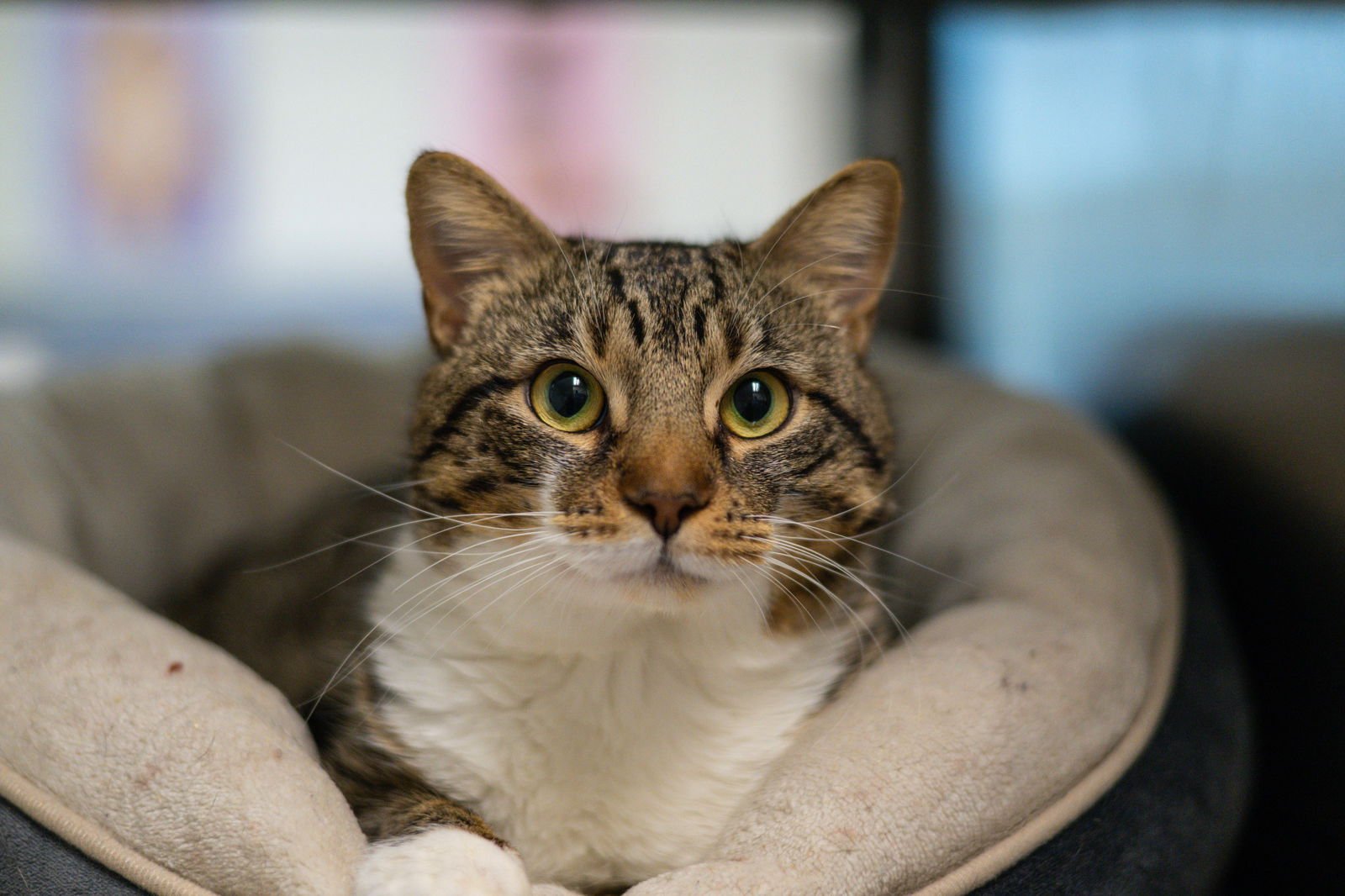 ARGYLE - Domestic Short Hair available for adoption