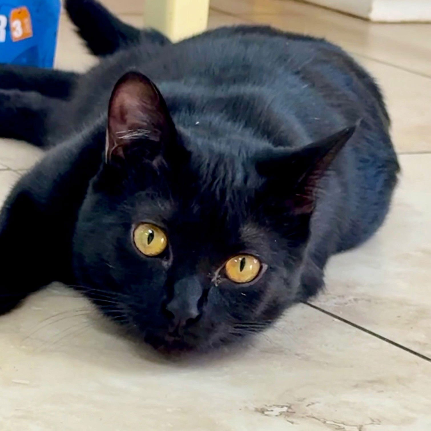 ROSY - Domestic Short Hair available for adoption