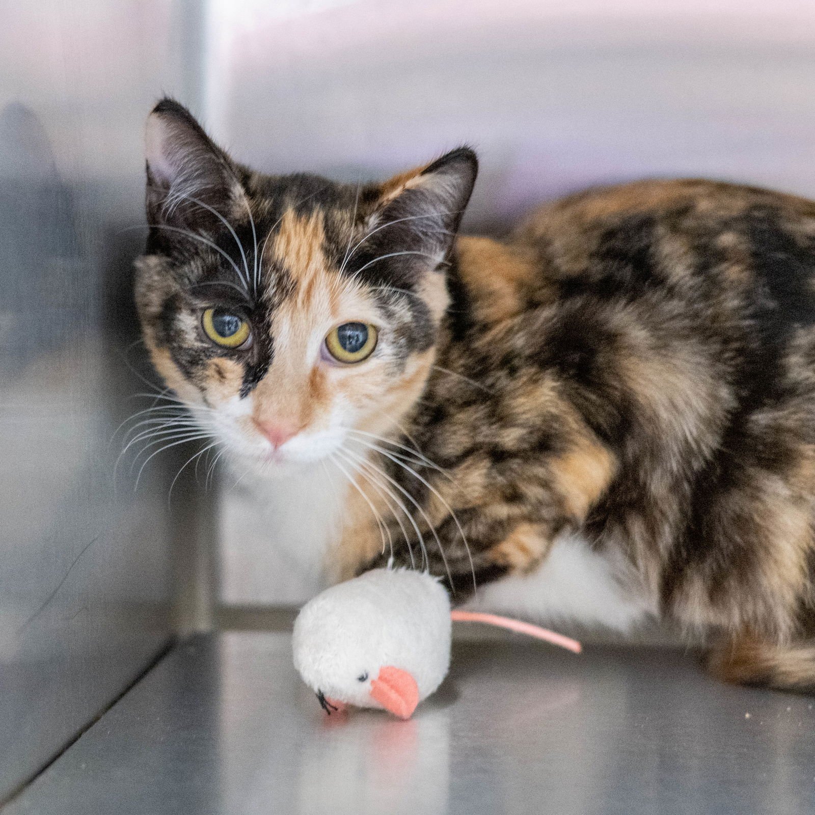 TIBBY - Calico available for adoption